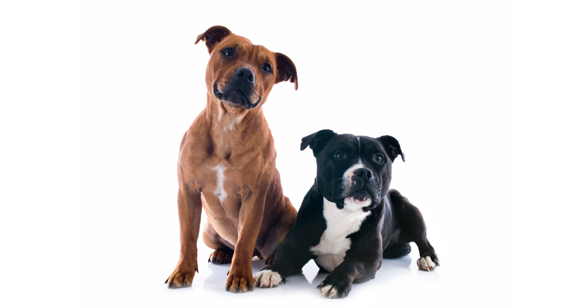 stafordsirsky bulterier psy